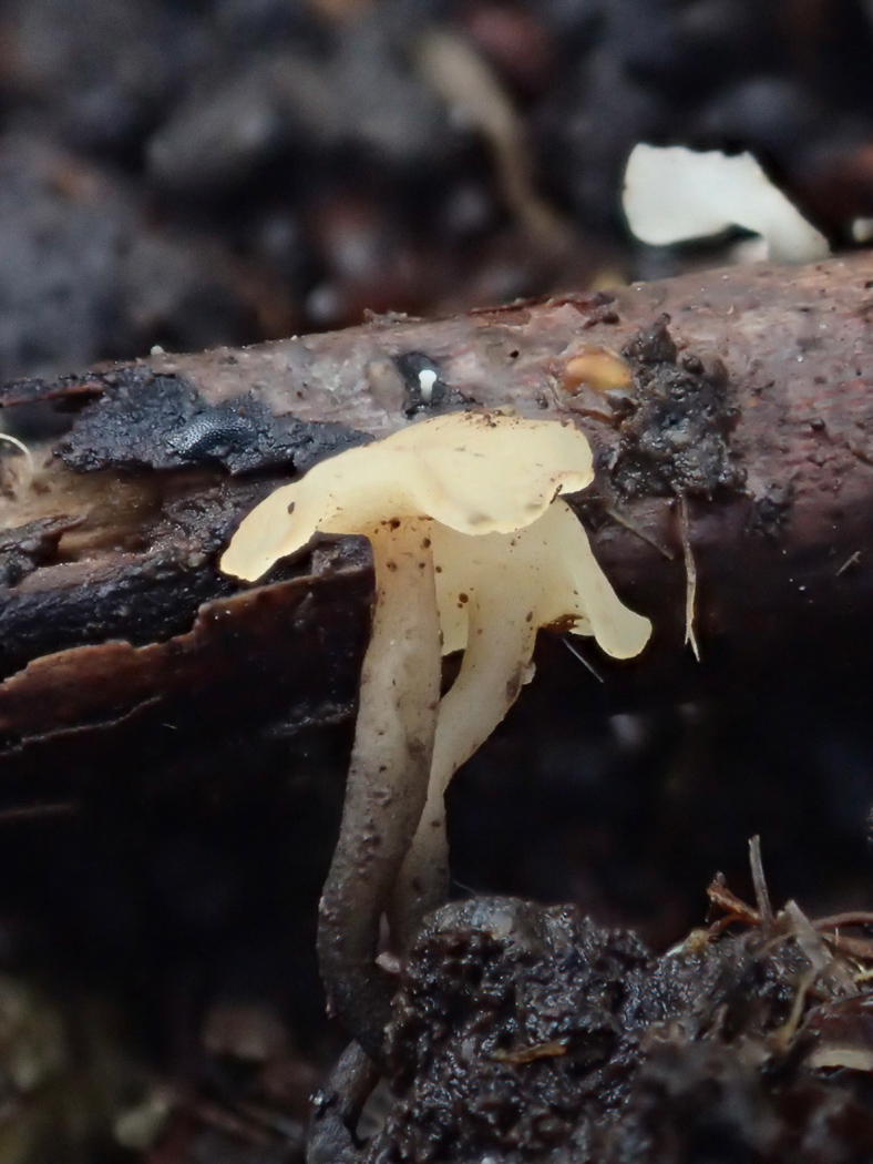 Photo © Sarah Ebdon Cudoniella clavus by Sarah Ebdon